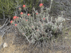 Castilleja foliolosa