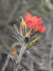 Castilleja foliolosa