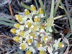 Xysmalobium involucratum