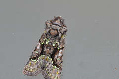 Behrensia conchiformis