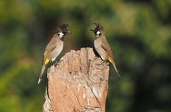 Himalayan Bulbul photo 5