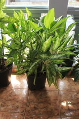 Dieffenbachia