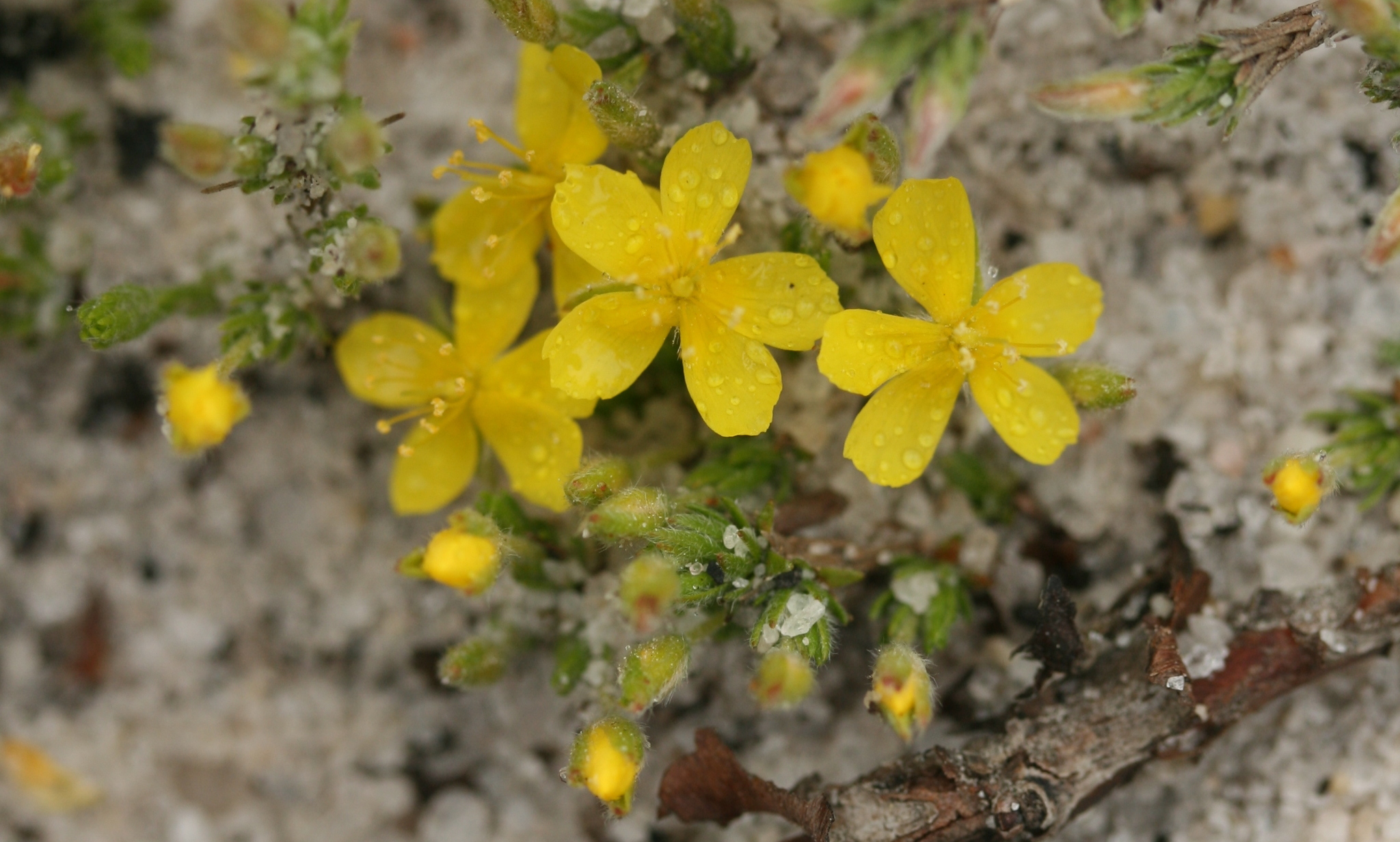 Hudsonia ericoides
