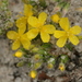 Hudsonia ericoides - Photo (c) dogtooth77,  זכויות יוצרים חלקיות (CC BY-NC-SA)