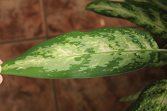 Dieffenbachia