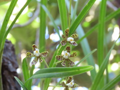 Prosthechea panthera