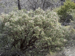 Arctostaphylos viscida