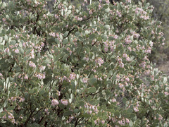 Arctostaphylos viscida