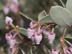 Arctostaphylos viscida