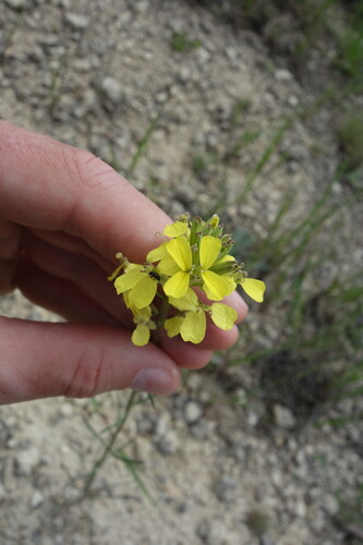 Erysimum diffusum, photograph 3