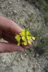 Erysimum diffusum, photograph (c) Aleksei Baushev, some rights reserved (CC BY)