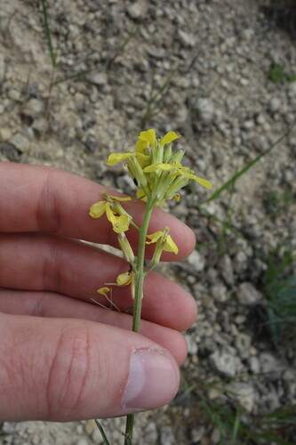 Erysimum diffusum, photograph 4