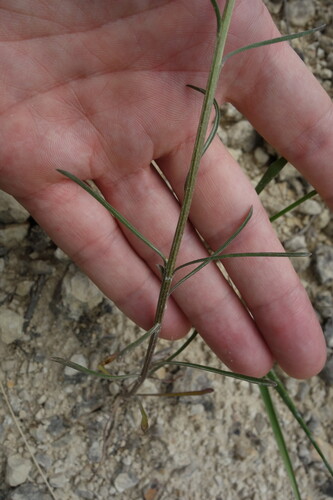 Erysimum diffusum, photograph 2