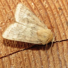 Hoplodrina octogenaria