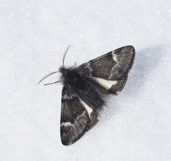 Leucobrephos brephoides