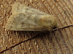 Hoplodrina octogenaria