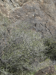 Ceanothus cuneatus cuneatus