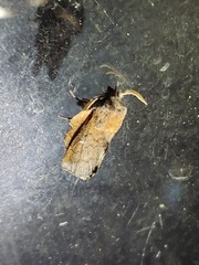 Phyllodesma americana