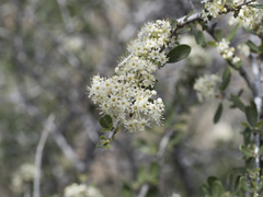 Ceanothus cuneatus cuneatus