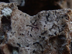 Alyxoria varia
