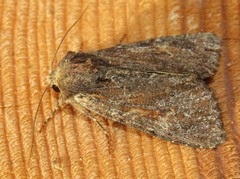 Apamea crenata