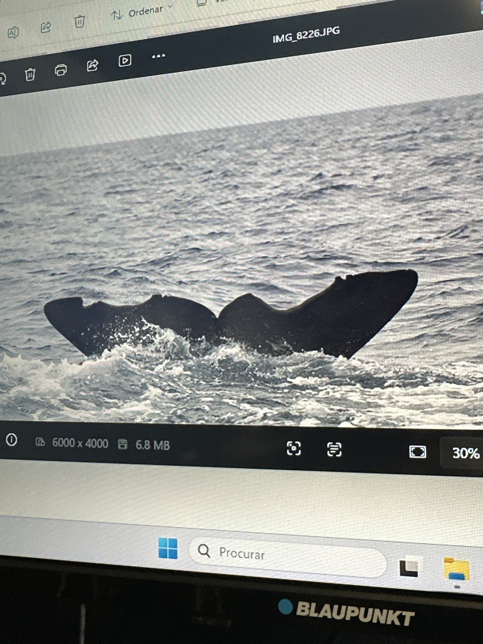 Physeter macrocephalus