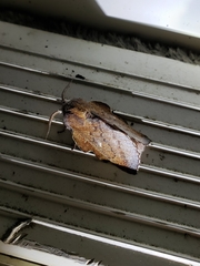 Phyllodesma americana