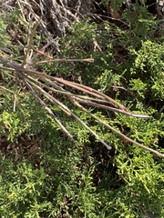 Magnoliopsida