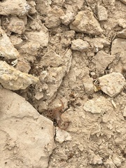 Serradigitus wupatkiensis