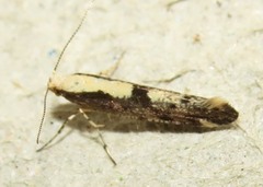Argyresthia conjugella