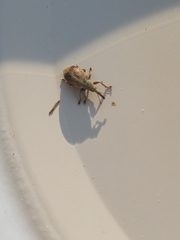 Trichopterapion holosericeum