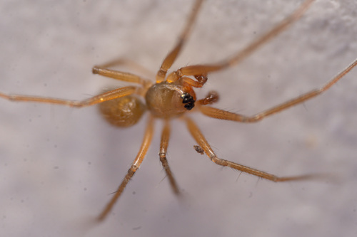 Palliduphantes ericaeus