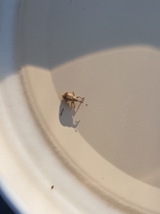 Trichopterapion holosericeum