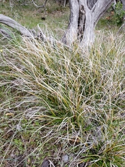 Carex xerophila