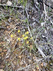 Lomatium marginatum marginatum