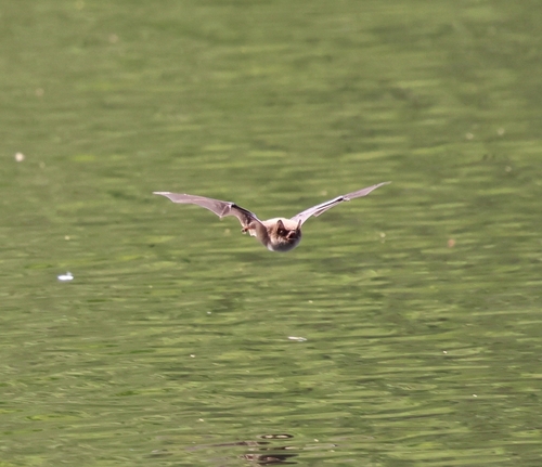 Daubenton's Myotis (Myotis daubentonii)