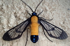 Cosmosoma flavothorax