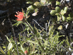 Castilleja applegatei pinetorum