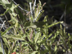 Castilleja applegatei pinetorum