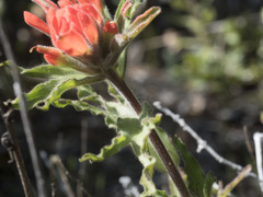 Castilleja applegatei pinetorum