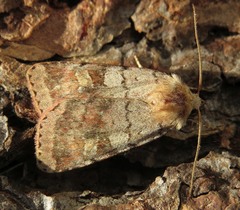 Diarsia mendica