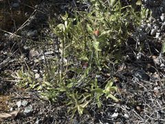Castilleja applegatei pinetorum