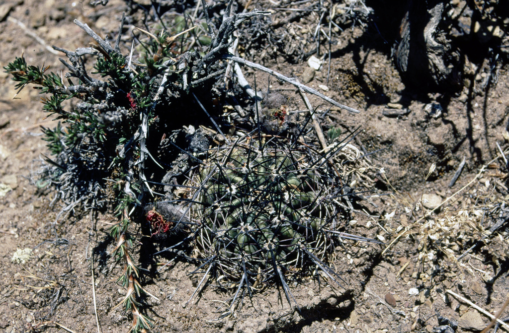 Lobivia haematantha