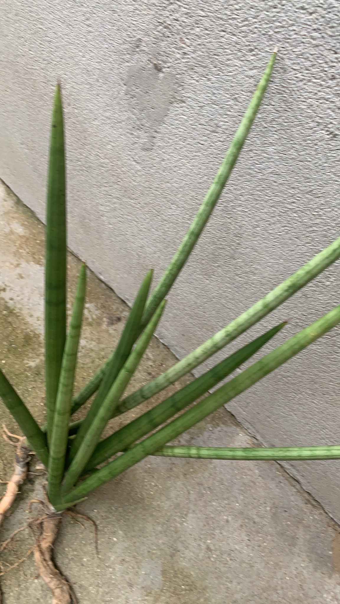 Sansevieria cylindrica