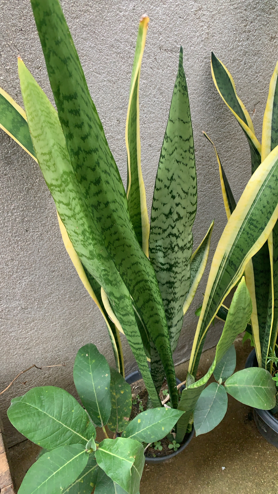 Sansevieria trifasciata