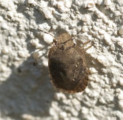 Sciocoris macrocephalus