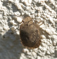 Sciocoris macrocephalus