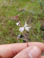 Lithophragma parviflorum