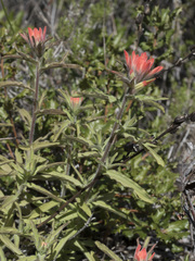 Castilleja applegatei pinetorum