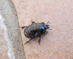 Hister quadrimaculatus